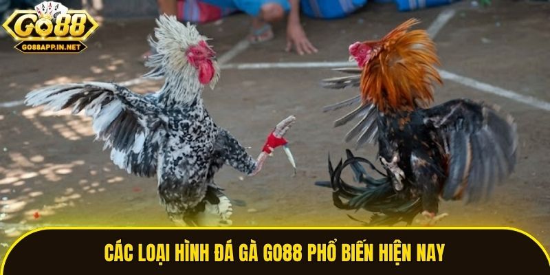 Các loại hình đá gà Go88 phổ biến hiện nay