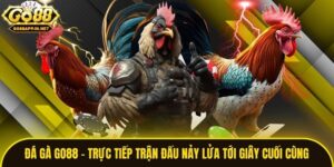 Đá Gà Go88 – Trực Tiếp Trận Đấu Nảy Lửa Tới Giây Cuối Cùng
