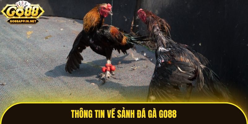 Thông tin về sảnh đá gà Go88