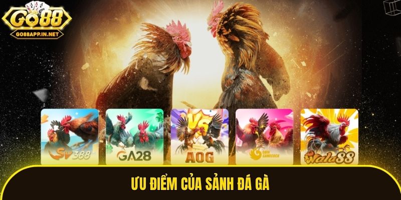 Ưu điểm của sảnh đá gà